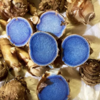 Black Turmeric Root / Kal..