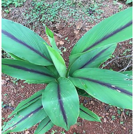 Black Turmeric Root / Kala Haldi / Karu Manjal (250 grm) Black Turmeric Root / Kala Haldi / Karu Manjal (250 grm)