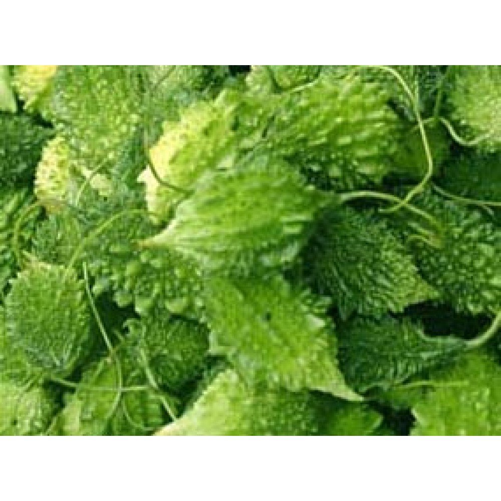 Chitti Kakara / Small Bitter Gourd Seeds