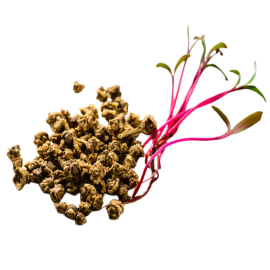 Beetroot Seeds 