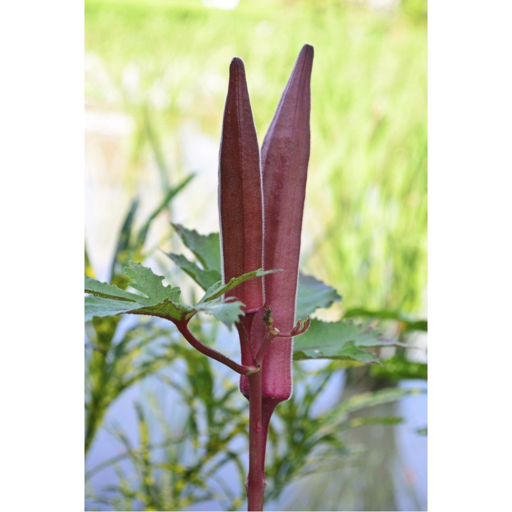 red okra seeds online