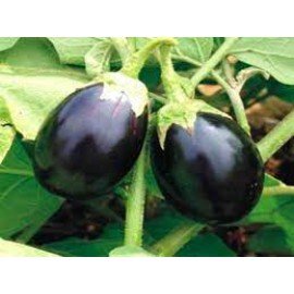Guthi Vankaya / Round Brinjal Seeds