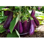 Brinjal Seeds/ Natu Vankaya Seeds 