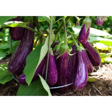 Brinjal Seeds/ Natu Vankaya Seeds 