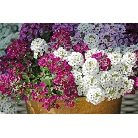 Alyssum Seeds 