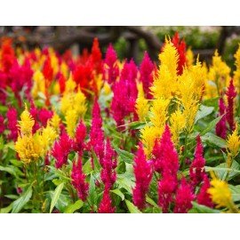 Celosia Pulmosa Seeds