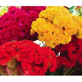 Cockscomb - Mixed Colour / Seethammavari Jadabanthi