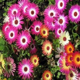 Ice Plant Seeds