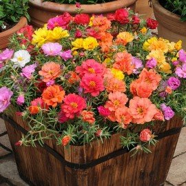 Portulaca Seeds/ 10 o Clock Seeds