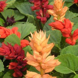 Hybrid Salvia Mixed Seeds