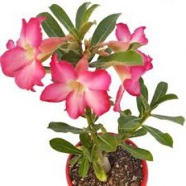 Adenium Single Petal ( Pink Color)
