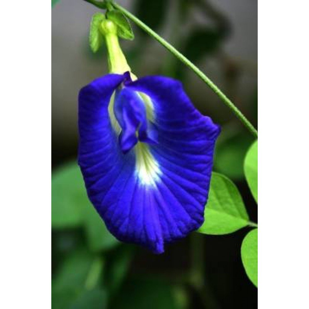Aparajita/ Shanku Pushpam Seeds - (Blue Color)