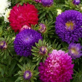 Aster Seeds-Mixed Color