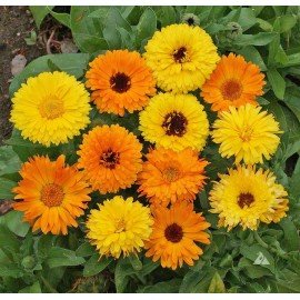 Calendula Seeds