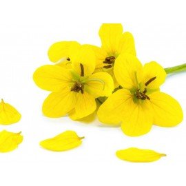Cassia Fistulla, Cassia Florida (Yellow) - Seeds