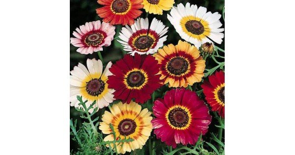 Chrysanthemum Carinatum Mixed Color - Flower Seeds Online
