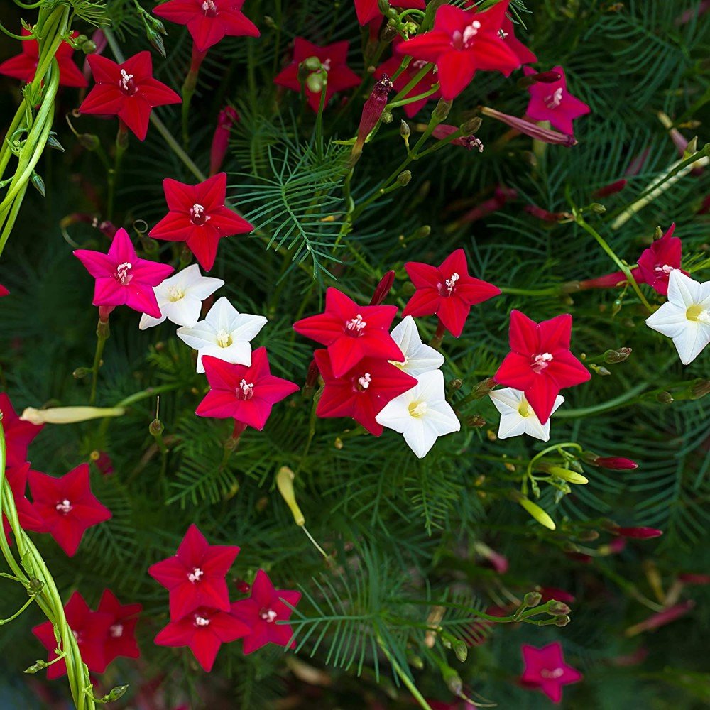 Cypress Vine (Red) Seeds/  Kasiratnam  (Red) Seeds