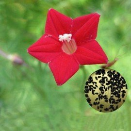 Cypress Vine (Red) Seeds/  Kasiratnam  (Red) Seeds