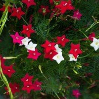 Cypress Vine (Red) Seeds/..