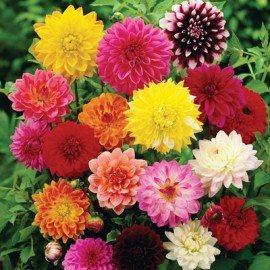 Dhalia Seeds - Mixed Colors