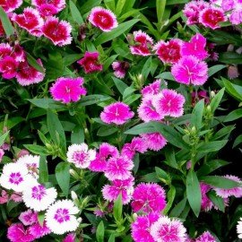 Hybrid Dianthus Seeds- Mixed