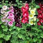 Hollyhock Mixed Color Flower Seeds
