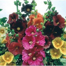 Hollyhock Mixed Color Flower Seeds
