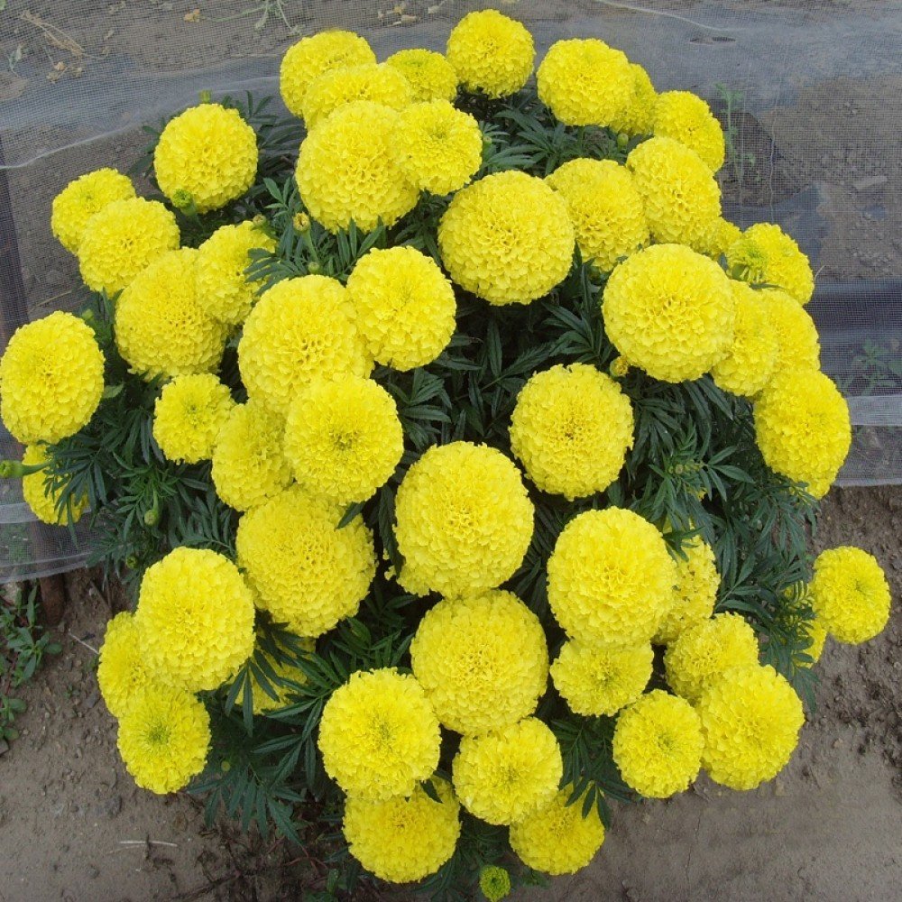 Hybrid Marigold Seeds