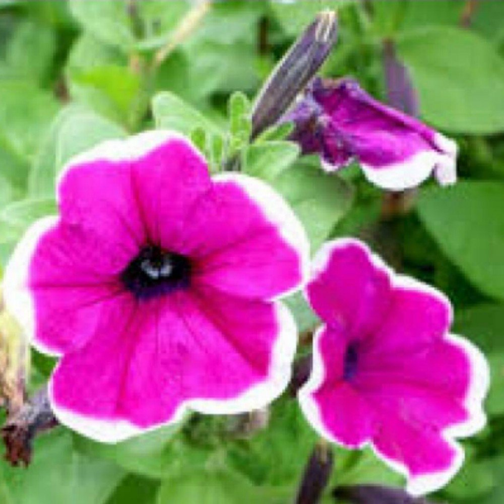 Petunia Flower Seeds- (White and Purple Mixed)