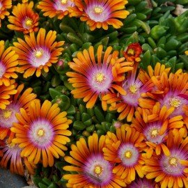 Ice Plant Seeds