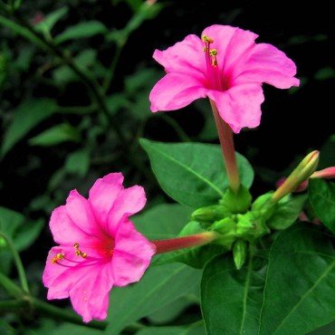 Mirabilis Jalapa Seeds/ Chandrakantham Seeds