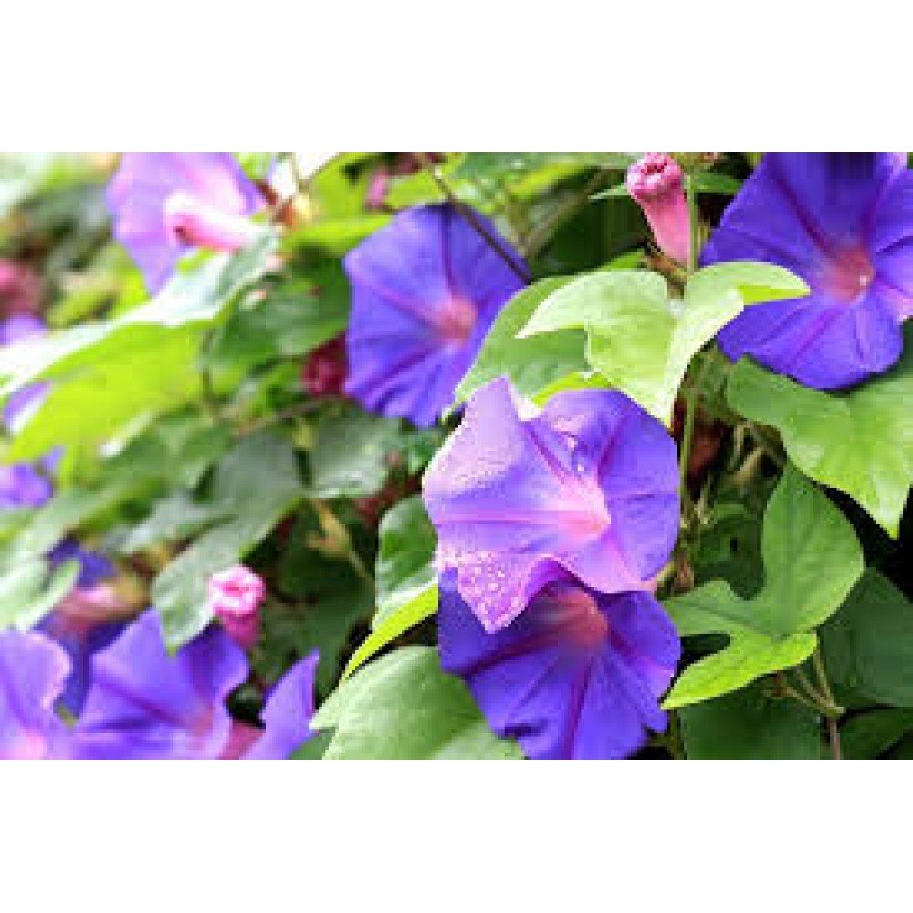 Morning Glory Flower Creeper Seeds