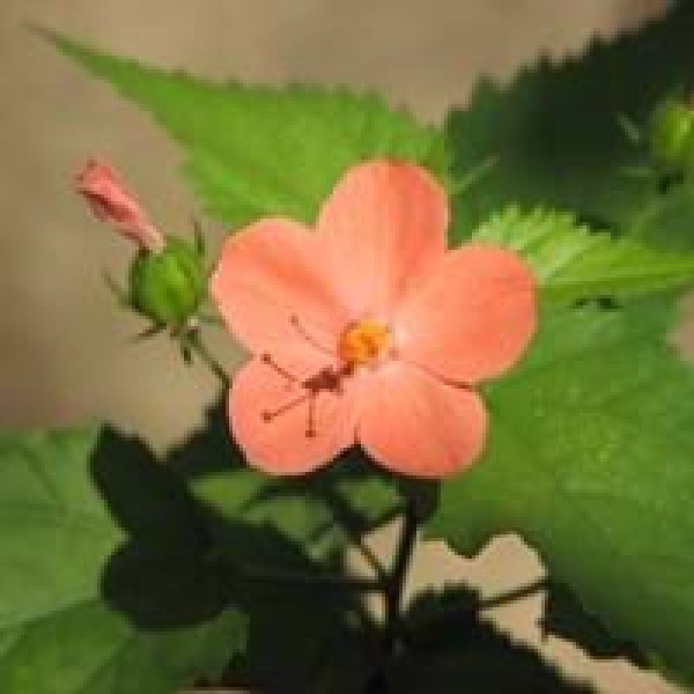 Hibiscus Phoeniceus / Nithya Malle / Suryamani