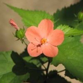 Hibiscus Phoeniceus / Nithya Malle / Suryamani