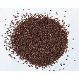 Petunia Flower Seeds- (White and Purple Mixed)