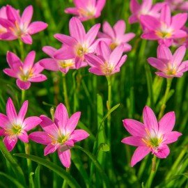 Rain Lilly/ Zephyranthes Grandiflora - Mixed Pink 