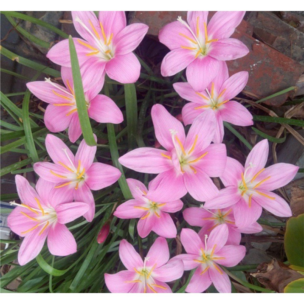 Rain Lilly/ Zephyranthes Grandiflora - Mixed Pink 