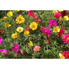 Portulaca Seeds/ 10 o Clock Seeds