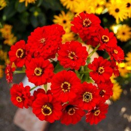Zinnia Seeds - Red