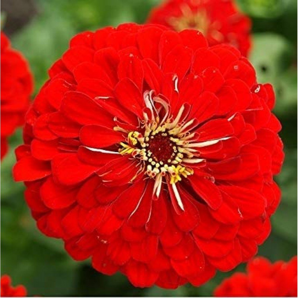 Zinnia Seeds - Red
