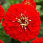 Zinnia Seeds - Red