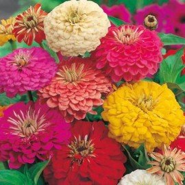 Zinnia Mixed Seeds