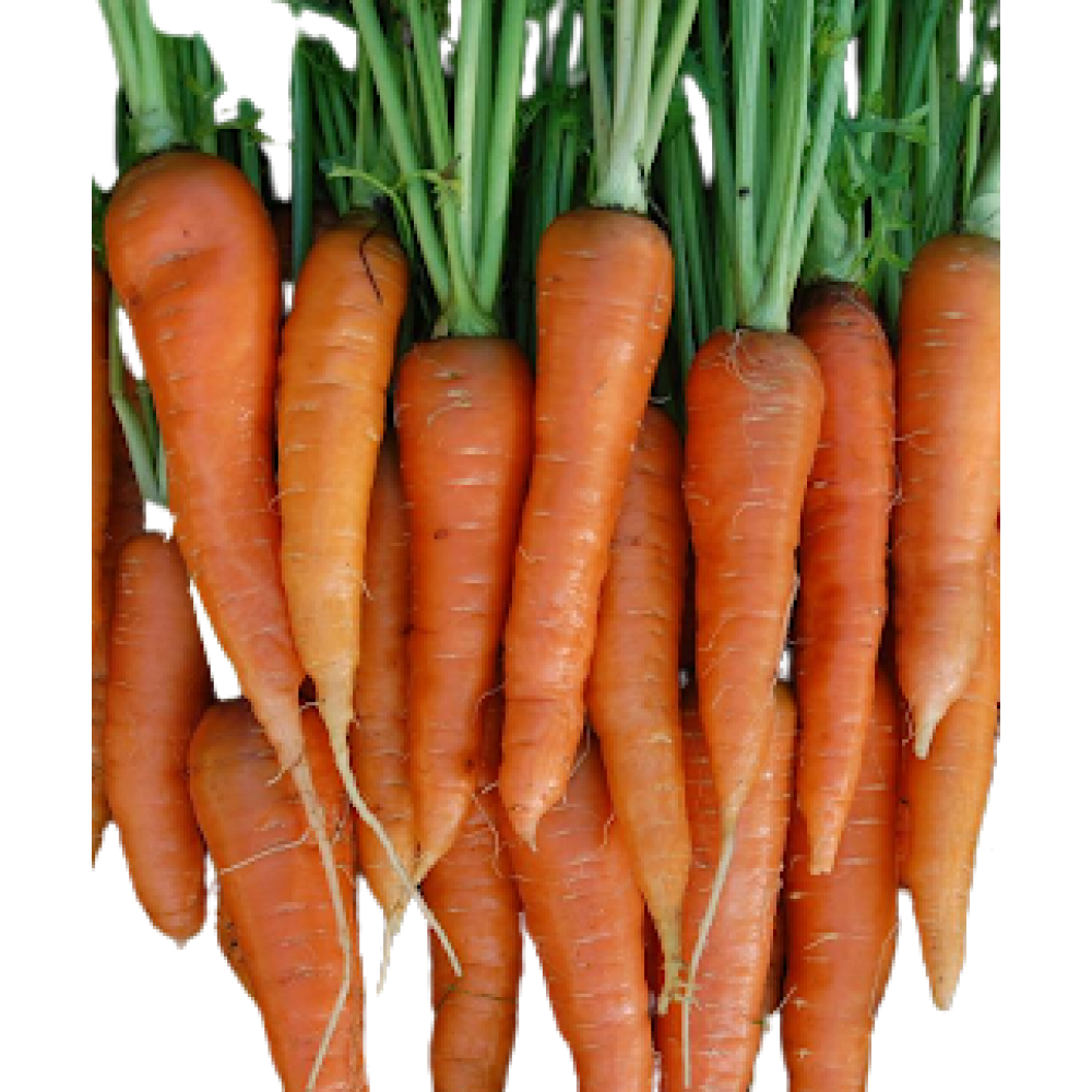 Carrot Seeds