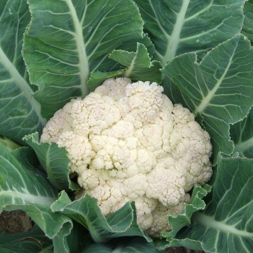 CauliFlower Seeds