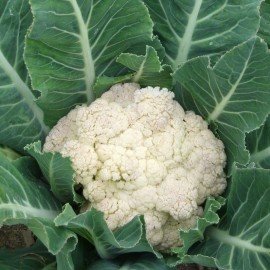 CauliFlower Seeds