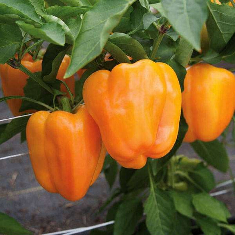 Orange Capsicum Seeds