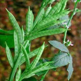 Goruchikkudu / Cluster Beans Seeds