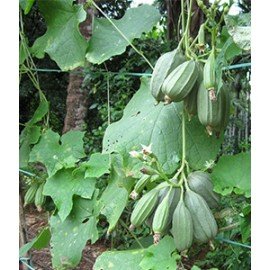 Guthula Beera Kaya / Cluster Ridge Gourd Seeds