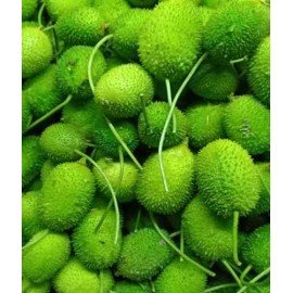 Spine Gourd Seeds / Akakara Seeds
