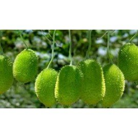 Spine Gourd Seeds / Akakara Seeds
